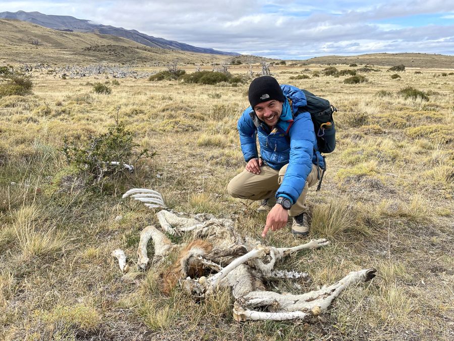 Skelett Guanako Kadaver Steppe Mann Guide Park