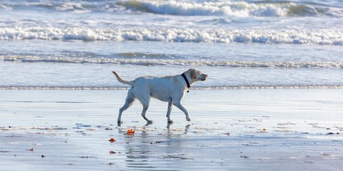 Hund am meer