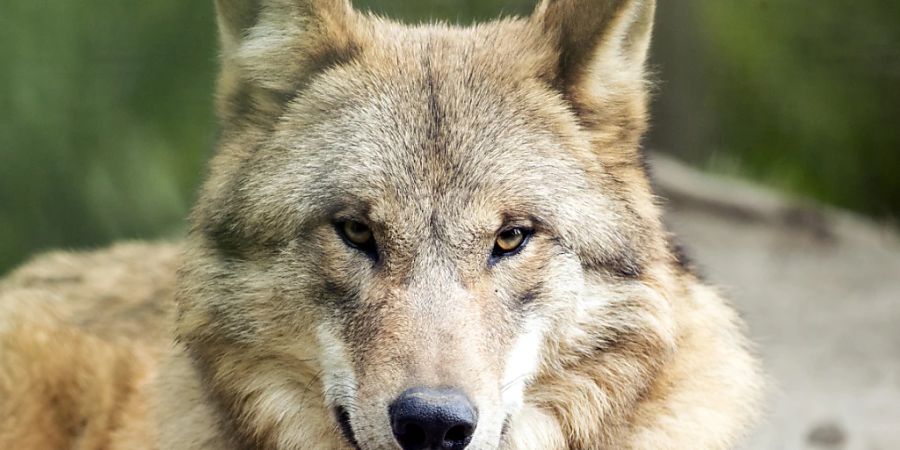 Im Kanton Bern ist ein Wolf erlegt worden, der in der Region Schwarzenburg über 20 Schafe gerissen hatte. (Symbolbild)