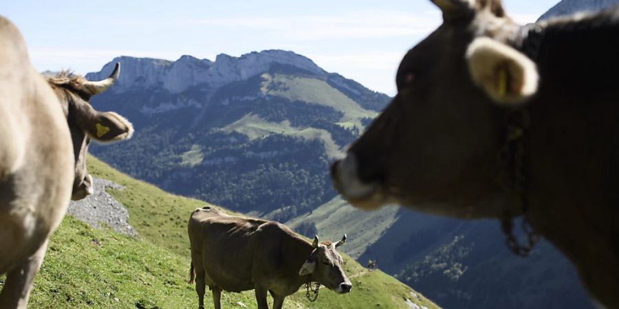 Weidende Kühe stossen weniger Lachgas aus als bisher angenommen. Das haben Forschende von Agroscope in einer Studie auf einer Weide festgestellt. (KEYSTONE/Gian Ehrenzeller)