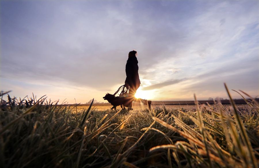 Feld Person Hund Spaziergang Morgen Sonnenaufgang