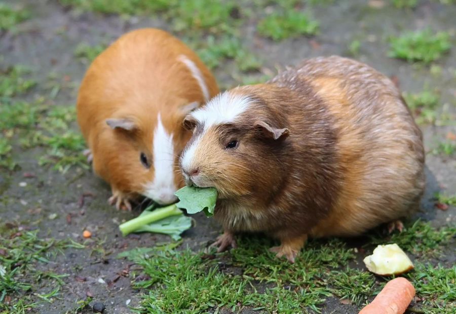 Meerschweinchen