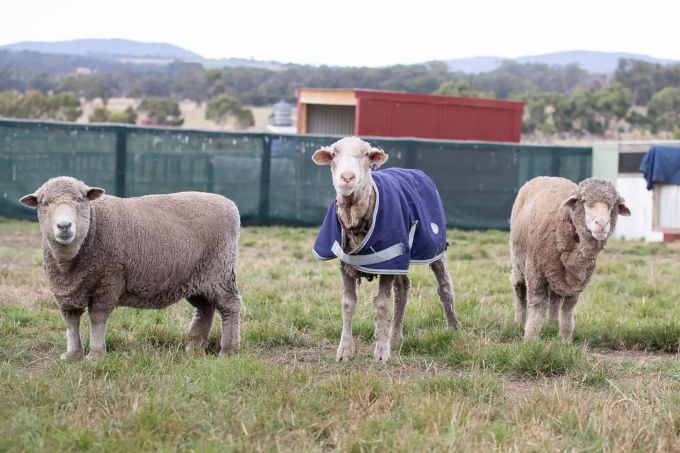Das Schaf Baarack (M) neben zwei Schafen, nachdem sein über 35 Kilo schweres Fell abgeschoren wurde. Das Wildschaf wurde im australischen Bundesstaat Victoria gefunden und von Edgar's Mission Farm Sanctuary in Lancefield gerettet. Wildes Schaf Baarack in Australien gerettet