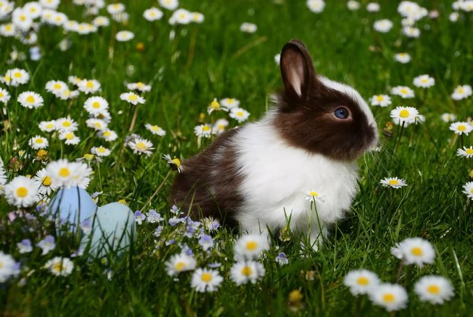 Der Osterhase ist einer der bekanntesten Bräuche für das Osterfest. Osterhase