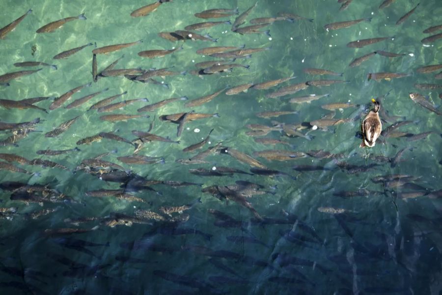 Fische