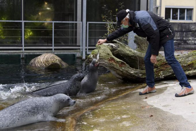 Peter Schlup, Zoopädagoge und Leiter BärenPark, füttert die Seehunde während der Corona-Krise, im Tierpark Dählhölzli, am Donnerstag, 5. November 2020 in Bern. Dählhölzli