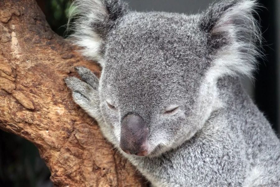 Koala