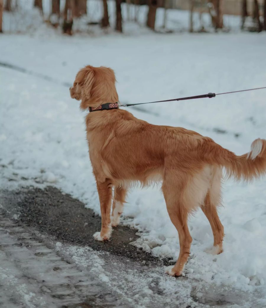 Hund an Leine