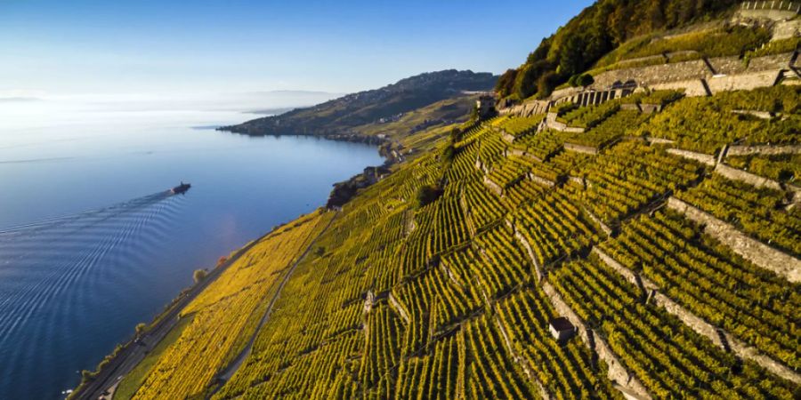 Umweltschützer wehren sich gegen ein geplantes Bauprojekt im Unesco-Weltkulturerbe Lavaux. Promotoren wollen im Weinbaugebiet Dézaley bei Puidoux Luxuswohnungen bauen.