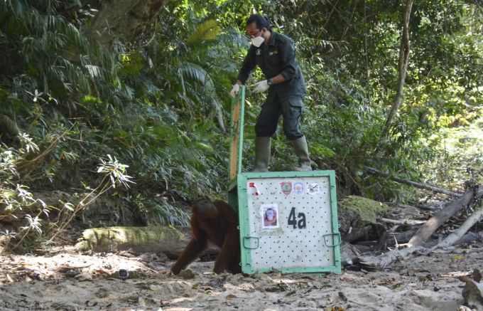 Die Oran-Utans werden zu ihrer Auswilderung auf Borneo in Boxen zum finalen Auswilderungsgebiet weitertransportiert. borneo