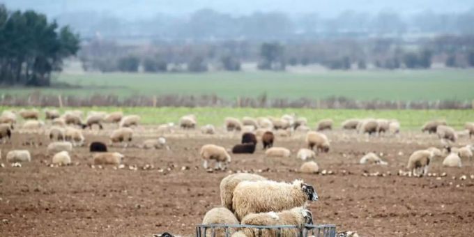 Schafe auf dem Feld eines Bauernhofs in der Grafschaft North Yorkshire in Grossbritannien. Foto: Danny Lawson/PA Wire/dpa Schafe auf dem Feld eines Bauernhofs in der Grafschaft North Yorkshire in Grossbritannien. Foto: Danny Lawson/PA Wire/dpa