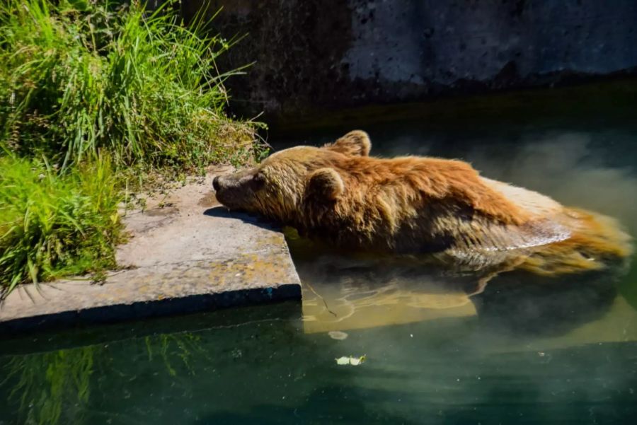 Berner Bär im Wasser