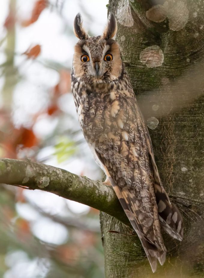 Eine Eule im Wald Eule