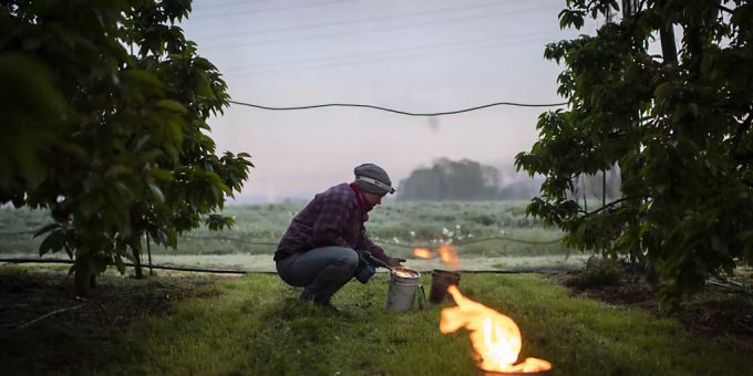 Unter anderem mit Frostkerzen haben die Kirschenproduzenten gegen den Frost gekämpft. (Archivbild) Kirschen