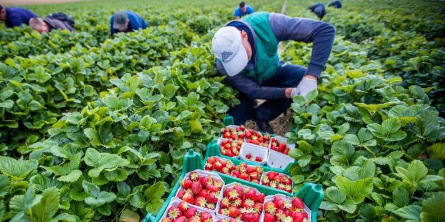 Mit Hilfe einer interaktiven Karte können sich Menschen in Europa künftig darüber informieren, welches Obst und Gemüse in ihrem Land gerade Saison hat. Foto: Jens Büttner/dpa-Zentralbild/dpa