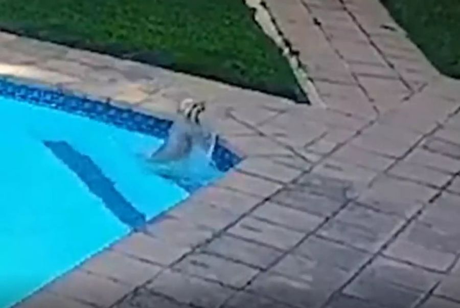 Das kleine Zwergspitz-Hündchen fällt ins Wasser.