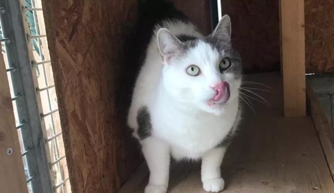 Simba sucht ein neues Zuhause. Simba