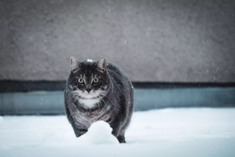 EIne KAtze im Schnee