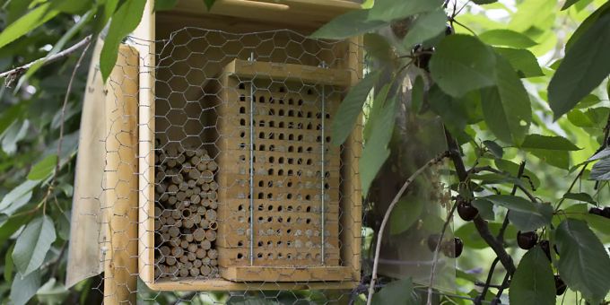 45 Prozent der Bienenarten in der Schweiz sind gefährdet. Solche Häuschen bieten den Wildbienen Nistplätze und tragen damit zur Arterhaltung bei. (Archivbild) 45 Prozent der Bienenarten in der Schweiz sind gefährdet. Solche Häuschen bieten den Wildbienen Nistplätze und tragen damit zur Arterhaltung bei. (Archivbild)