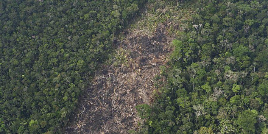 Die Abholzung im brasilianischen Amazonas-Regenwald ist einem Bericht zufolge in den ersten beiden Monaten des Jahres auf dem niedrigsten Stand seit 2018 in diesem Zeitraum gewesen. (Archivbild)