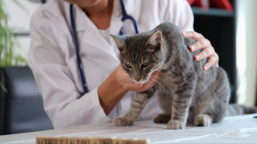 Flöhe bei Katzen sollten immer von einem Tierarzt bestätigt werden.