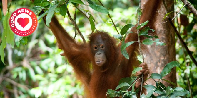 Borneo Orang-Utan