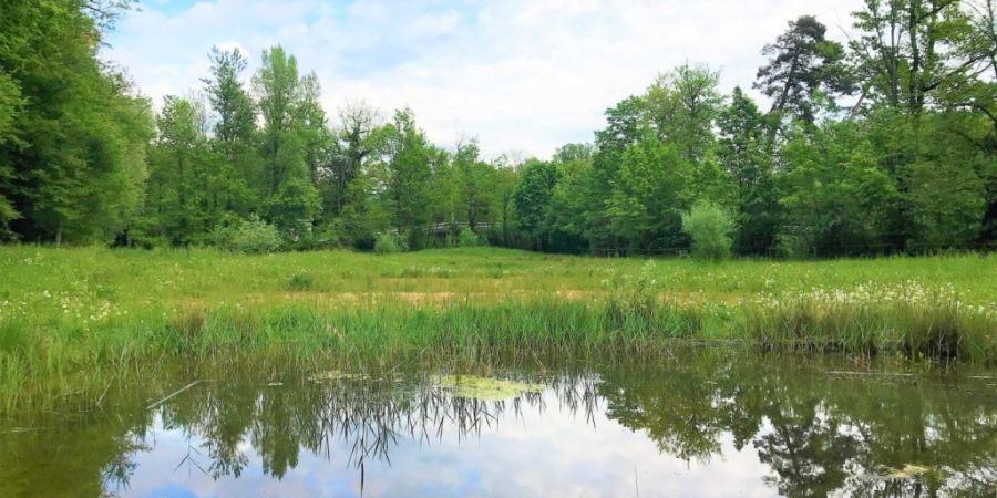 Das Naturschutzgebiet Auschachen beim Waffenplatz Brugg AG wird ökologisch aufgewertet - dies als Ausgleich für den Bau eines neuen Munitiondepots.