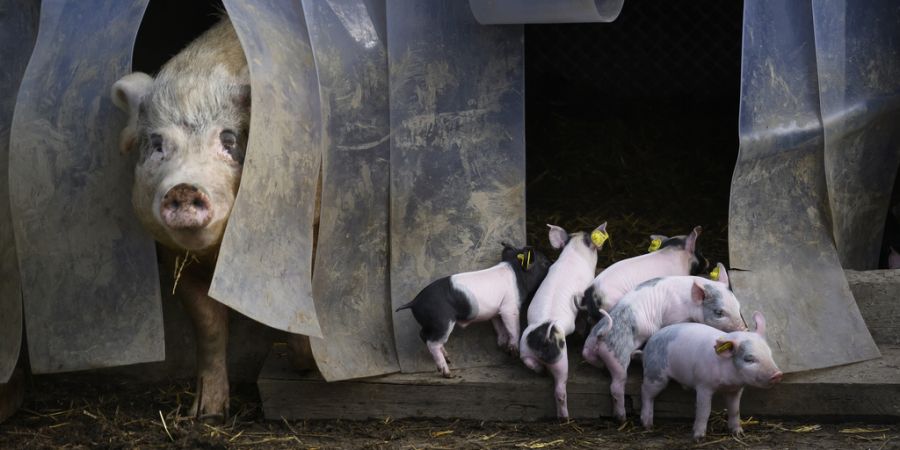 «Das Zertifikat anlässlich der Hauptkontrolle 2025 wurde am 26.9.2025 erstellt», sagt Ornella Carpinteri, Bereichsleiterin Qualitätsmanagement bei «bio.inspecta». (Symbolbild)