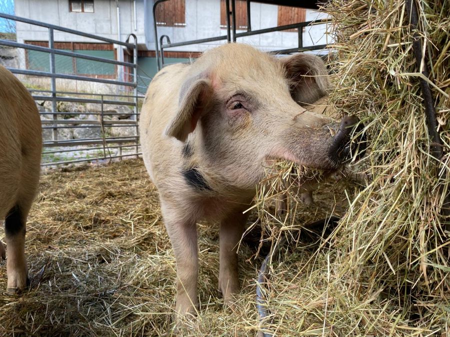 Abgeben muss Lorena Zürcher den Grossteil der Schweine, weil sich der Hof in der Transformation zum Gemüsehof befindet.
