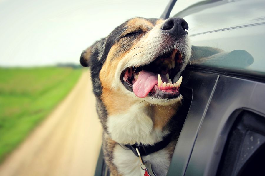 hund hitze