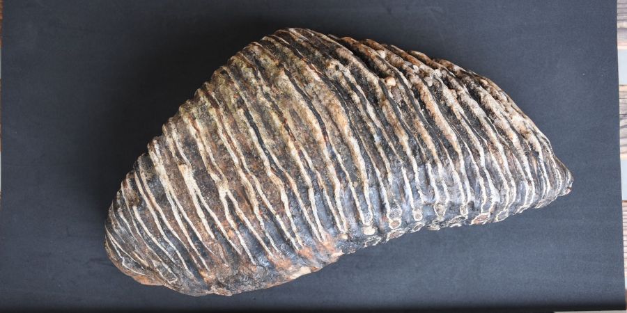 Backenzahn eines Mammuts