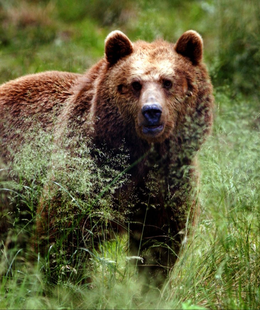 In Japan leben zwei Bärenarten: der Asiatische Schwarzbär oder Kragenbär sowie der grössere Braunbär. (Symbolbild)