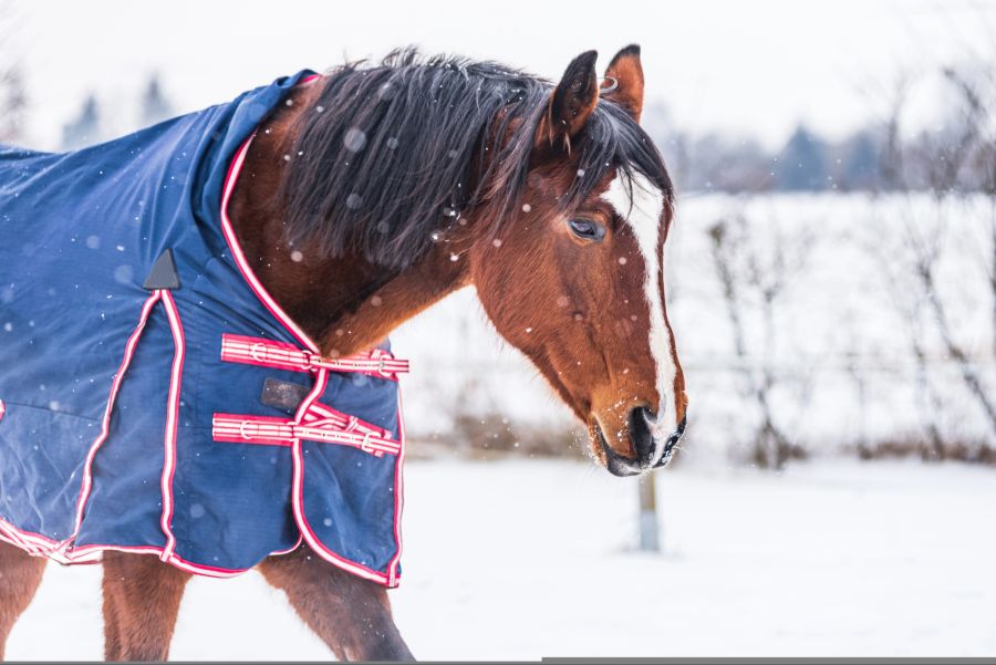 Pferd winter gesund