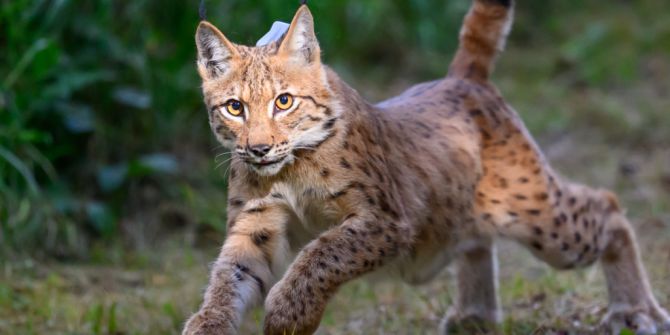 Luchs