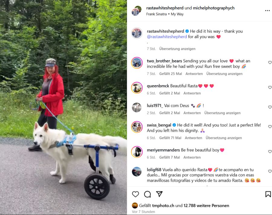 Gegen Ende fiel es Rasta zunehmend schwer, spazieren zu gehen – er war auf Unterstützung angewiesen.