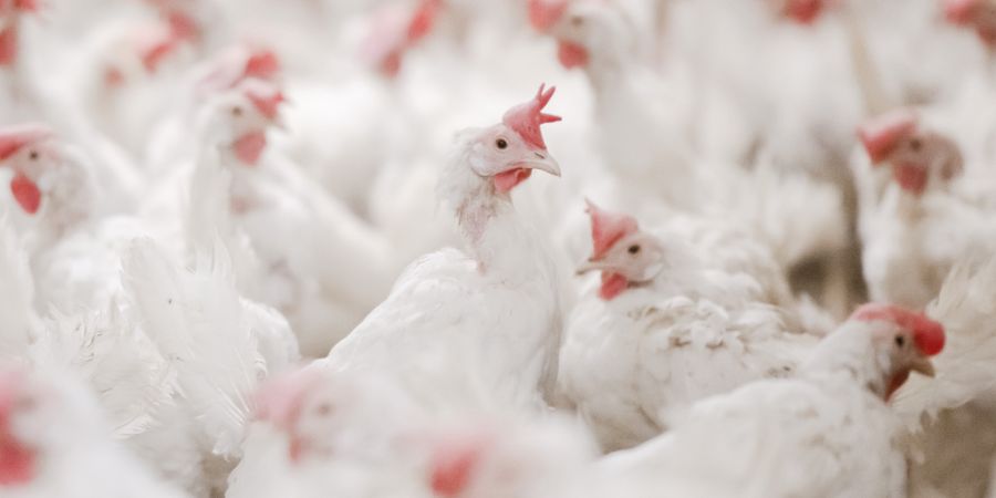 Um zu verhindern, dass Hühner mit dem Vogelgrippevirus angesteckt werden, müssen Geflügelhalter am südlichen Baldeggersee ihre Tiere speziell schützen. (Symbolbild)