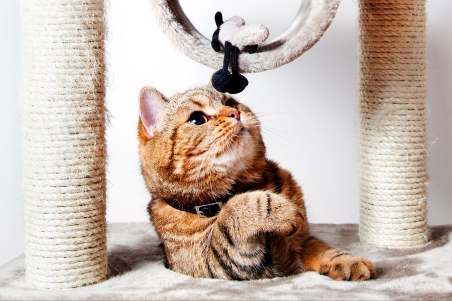 Katze, Spielzeug