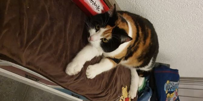 Katzen vermisst verschwunden Utzenstorf