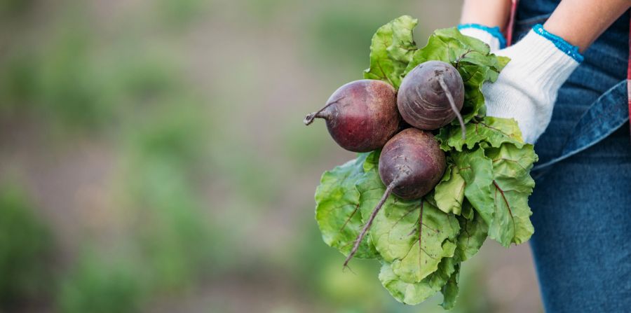 Frische Randen