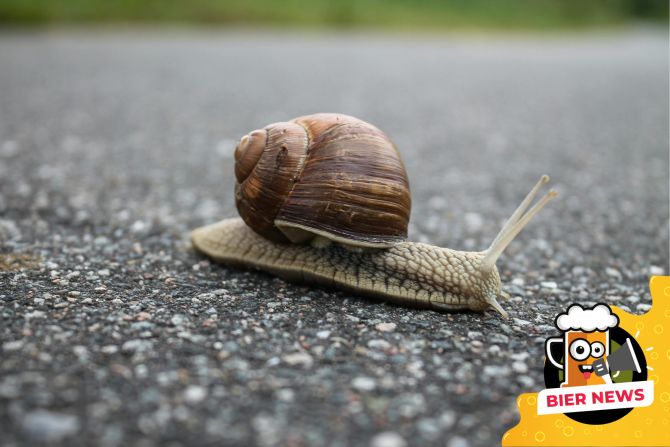 Schnecke