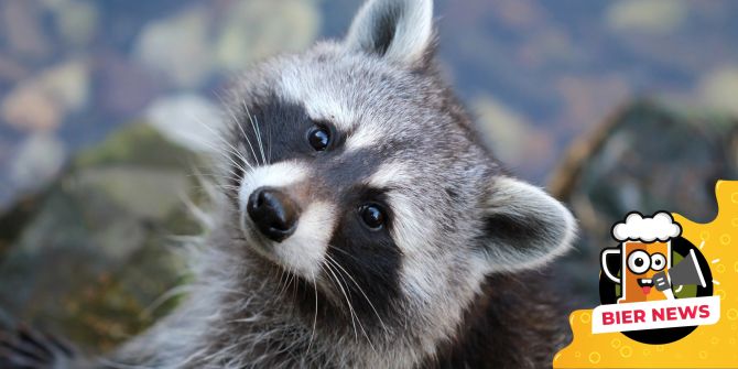 waschbär
