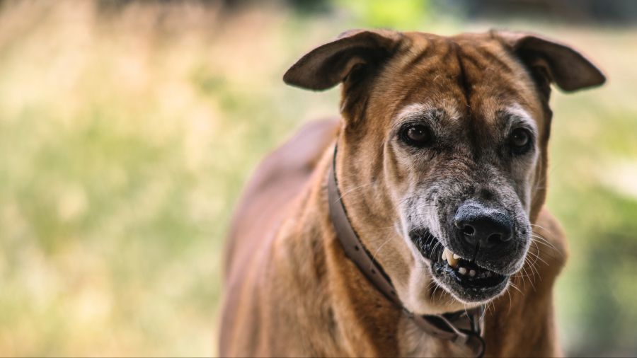 hund erziehung mythen
