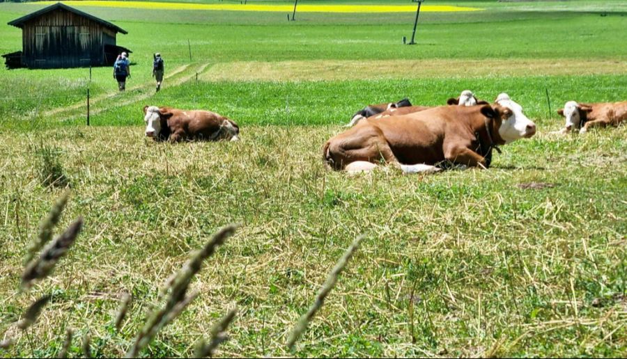 Am 30. Juni wurde es sogar durchschnittlich 24,9 Grad warm. (Symbolbild)