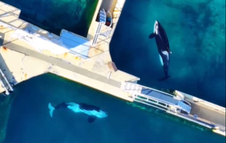 Die beiden Orcas Wikie und Keijo wurden nach Schliessung des Marineparks im französischen Antibes zurückgelassen.