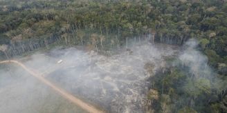 Im Jahr 2024 - Entwaldung in Brasilien um ein Drittel gesunken