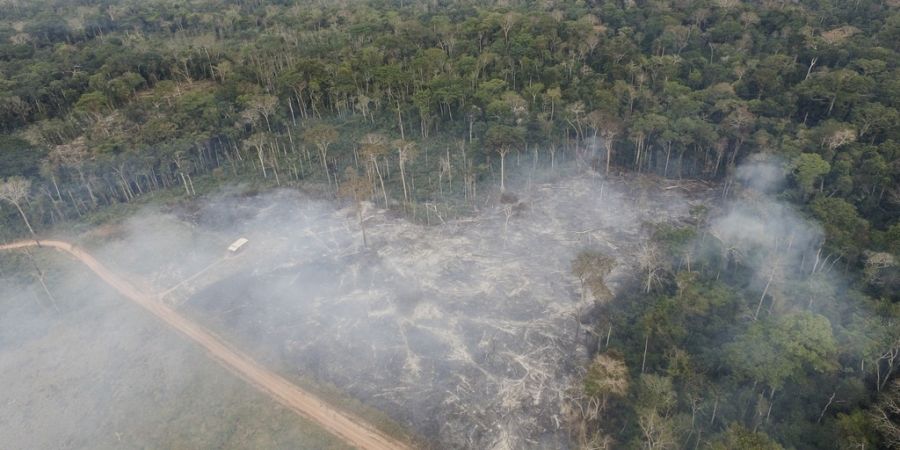 brasilien entwaldung