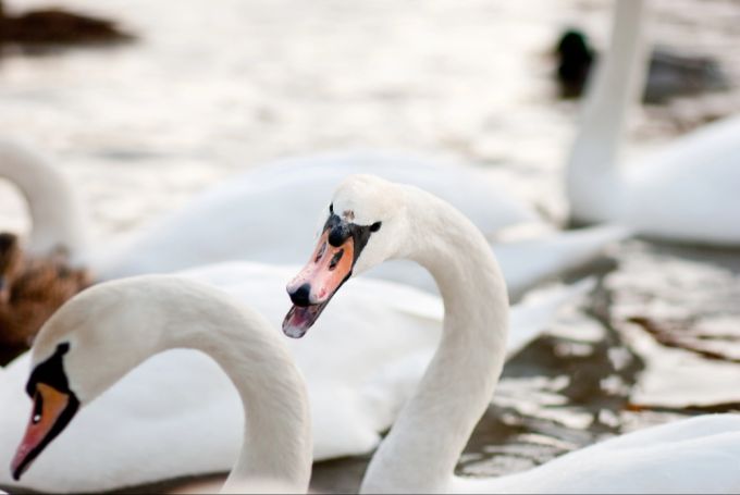 Am Zihlkanal in Biel sollten Besucher derzeit Abstand halten von einem ganz bestimmten Schwan. (Symbolbild) Schwan faucht