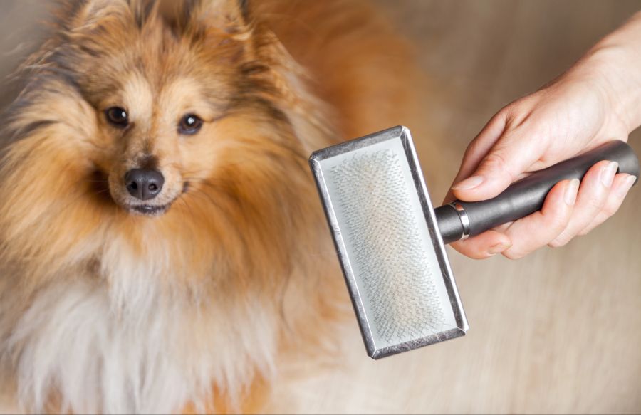 Hund, Fellbürste