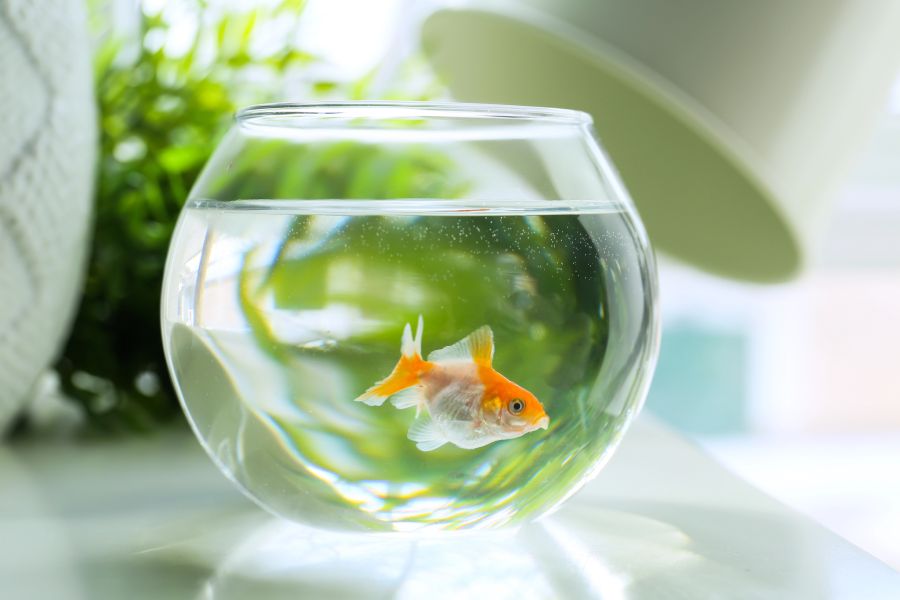 goldfischglas aquarium grösse