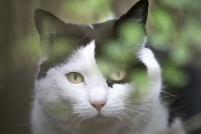 Katze